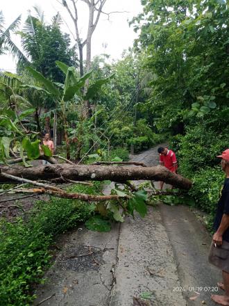 Cuaca Ekstrem Mengakibatkan Pohon Tumbang di Triharjo